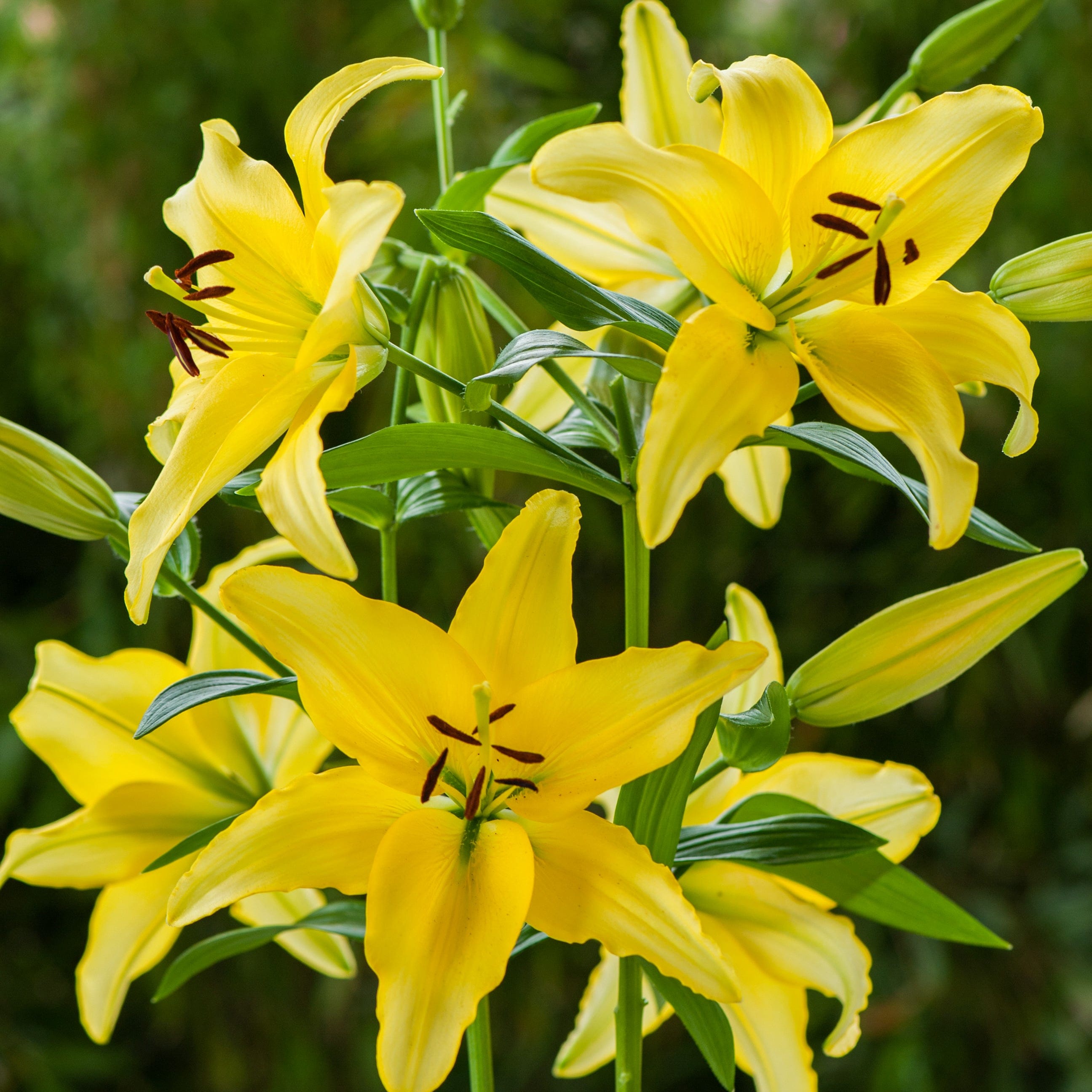 Lilja 'Yellow Power'